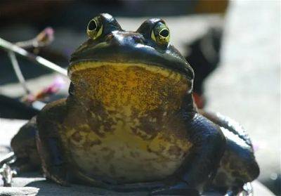 He’s back: one big-boy bullfrog returns - awaytogarden.com