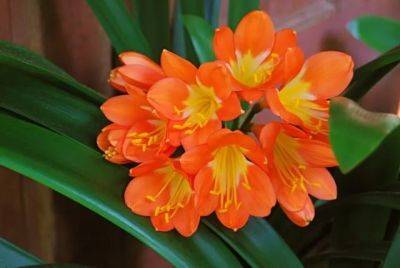 Andre’s on vacation, but my clivia isn’t - awaytogarden.com - state New Mexico