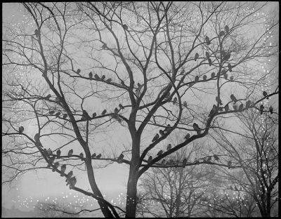 Counting birds with cornell’s ebird - awaytogarden.com - Usa