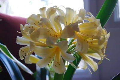 Baby, take a look at me now: yellow clivia - awaytogarden.com