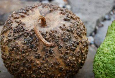 Warts and all: the ‘bule’ gourd gang - awaytogarden.com - Greece