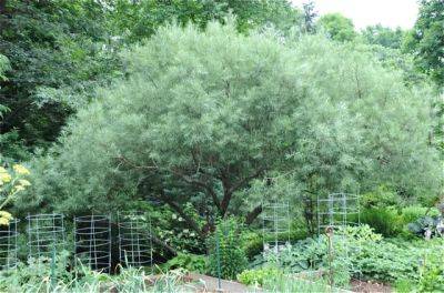 Great shrub: salix elaeagnos, rosemary willow - awaytogarden.com