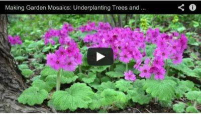 Making mosaics: my video on underplanting - awaytogarden.com - state Oregon