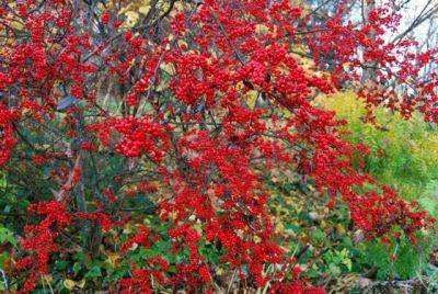 Whither goest my winterberries? - awaytogarden.com - Canada - state Missouri - state Florida - state Wisconsin