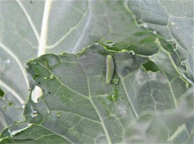 Caterpillar alert: who’s eating my cabbage and broccoli? - awaytogarden.com - city Brussels - state Missouri - county Garden