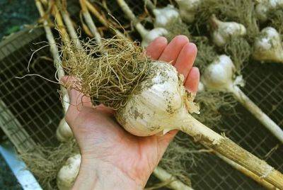 Garlic harvest and curing: i did something right - awaytogarden.com