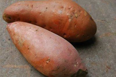 Let there be sweet potatoes: how to plant them - awaytogarden.com - state Iowa