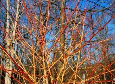 Great shrub: cornus sanguinea ‘winter flame’ - awaytogarden.com - Netherlands