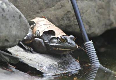 Under cover: secret-agent frog reports for duty - awaytogarden.com