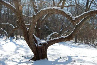 Pondering a bout of mid-winter pruning - awaytogarden.com