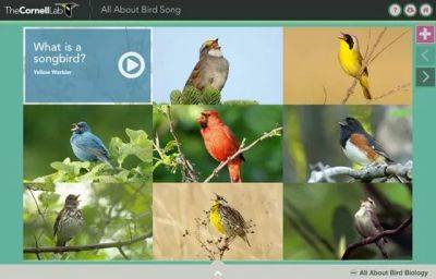 Birding by ear, with cornell lab of o’s all about bird song - awaytogarden.com