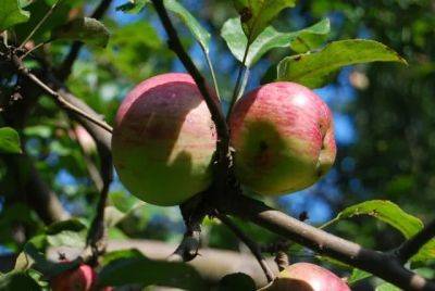 Apples+green tomatoes=gooey mincemeat - awaytogarden.com - county Hudson
