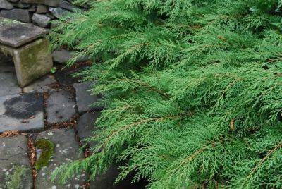 Beloved conifer: microbiota decussata - awaytogarden.com - Usa