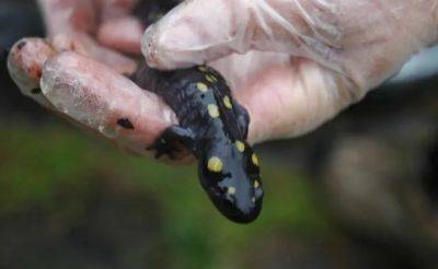 Salamander days - awaytogarden.com - state South Carolina
