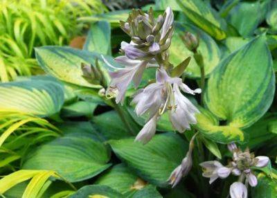What did you say your favorite hosta was? - awaytogarden.com