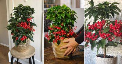 Grow this Houseplant with Red Berries | Ardisia crenata (Christmas Berry) Care - balconygardenweb.com - Australia