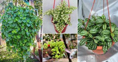 11 Most Beautiful Hanging Pilea Plants - balconygardenweb.com