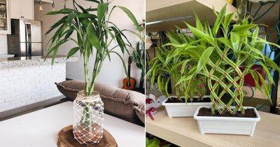 How Long Does Lucky Bamboo Live | Lucky Bamboo Lifespan - balconygardenweb.com