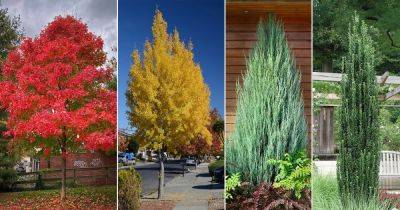 28 Best Tall Skinny Trees | Columnar Tree Names - balconygardenweb.com