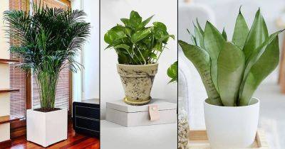 According To This Indian Study: These Indoor Plants Are Best Air Purifiers - balconygardenweb.com - India - county Park