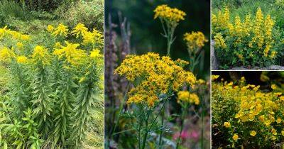 33 Weeds with Yellow Flowers | Common Yellow Weeds - balconygardenweb.com - Usa - Canada