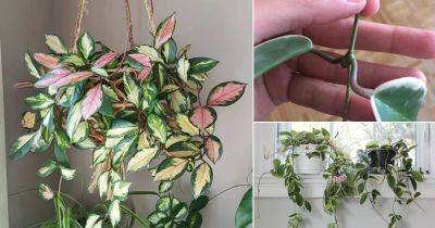 Hoya Krimson Queen Care Indoors | How to Grow Hoya Tricolor - balconygardenweb.com - China - India - Thailand - Indonesia