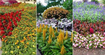 16 Best Celosia Companion Plants - balconygardenweb.com