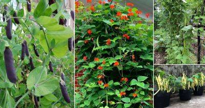13 Best Types of Beans You Can Grow Vertically - balconygardenweb.com - France - Madagascar