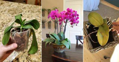 Orchid Leaves Falling Off? 11 Reasons and Solutions - balconygardenweb.com