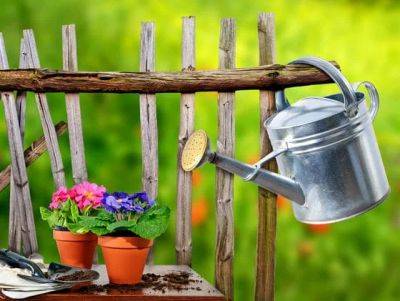 5 Basic Container Gardening Tips | Starting a Container Garden - balconygardenweb.com