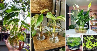 18 Best Plants to Grow in Glass Bowls of Water - balconygardenweb.com