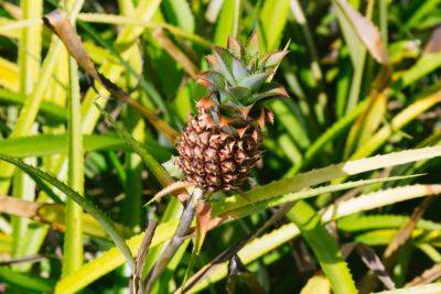 How Long Does It Take For Pineapples To Grow? - southernliving.com