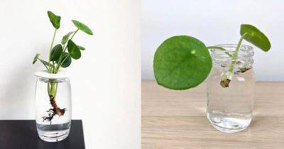Growing Chinese Money Plant in Water | How To Grow Pilea peperomioides - balconygardenweb.com - China