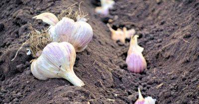 How to Store Seed Garlic for Planting - gardenerspath.com