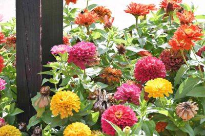 How To Deadhead Zinnias So They'll Bloom All Summer Long - southernliving.com