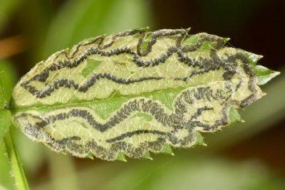 Perfect imperfections: galls and leaf mines, with charley eiseman - awaytogarden.com - Usa - New York - state Massachusets