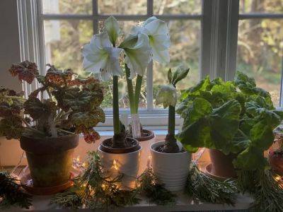 Indoor botanical cheer to mark the winter solstice, with kathy tracey - awaytogarden.com - state Massachusets