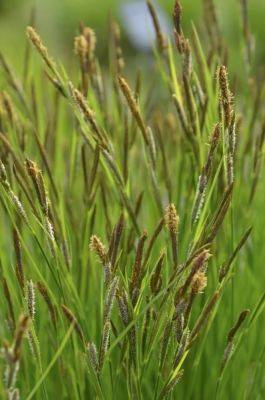 The best of the sedges, and how to use them (even mown!), with sam hoadley - awaytogarden.com - Cuba - state Vermont - state Delaware