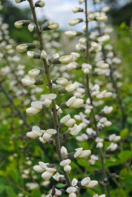 Big perennials, fragrance, foodscaping: declaring some ‘trends,’ with jared barnes - awaytogarden.com - state Texas