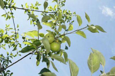 Historic apples get a new start, with mark richardson - awaytogarden.com - county Hill