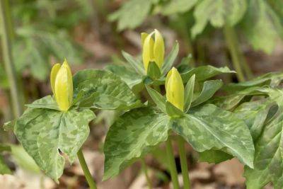Trillium time, with native plant trust’s uli lorimer - awaytogarden.com - state Massachusets - county Garden