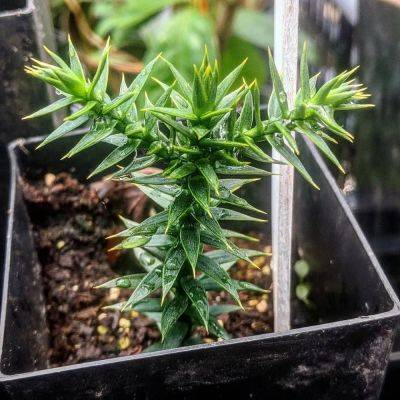 Monkey puzzle trees and other oddball edibles, with nate kleinman - awaytogarden.com - Chile