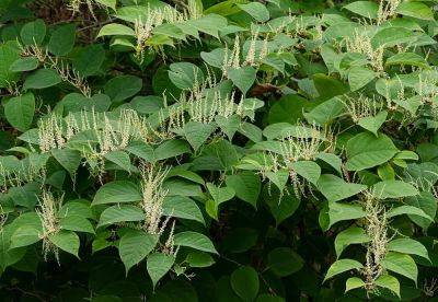 Tackling invasive plants strategically, with christian allyn - awaytogarden.com - Japan - state Pennsylvania - state Connecticut - state Massachusets