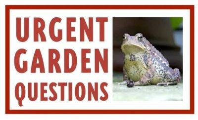 Free urgent garden question webinar aug. 11, with ken druse - awaytogarden.com
