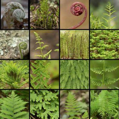 Native ferns and how to propagate them, with uli lorimer - awaytogarden.com - state Massachusets