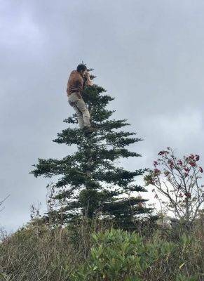 Saving the fraser fir, a popular christmas tree, with missouri botanical’s travis hall - awaytogarden.com - state Missouri - state North Carolina - county Garden