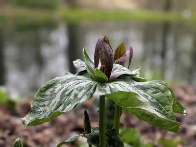 Trilliums in trouble, with mt. cuba’s amy highland - awaytogarden.com - Usa - Cuba - state New Mexico - state Delaware