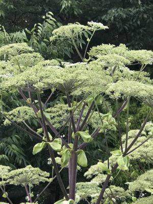 Abuzz with gorgeous umbels, with sam keitch of pennsylvania horticultural society - awaytogarden.com - state Pennsylvania