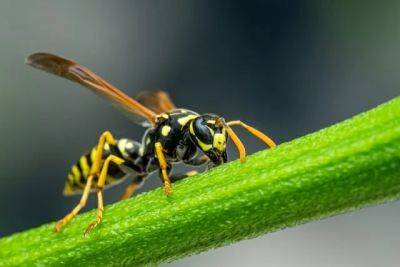 Showing some respect for wasps, with eric eaton - awaytogarden.com