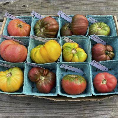 The pick of the tomatoes, with craig lehoullier - awaytogarden.com - state North Carolina